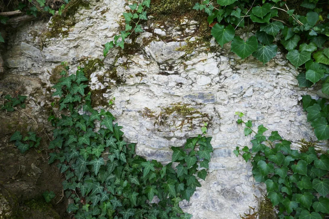 Muschelkalk-Gestein mit Struktur